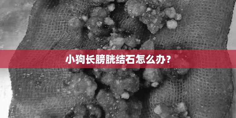 小狗长膀胱结石怎么办？