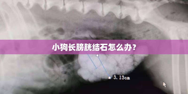 小狗长膀胱结石怎么办？