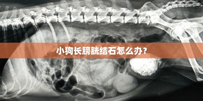 小狗长膀胱结石怎么办？