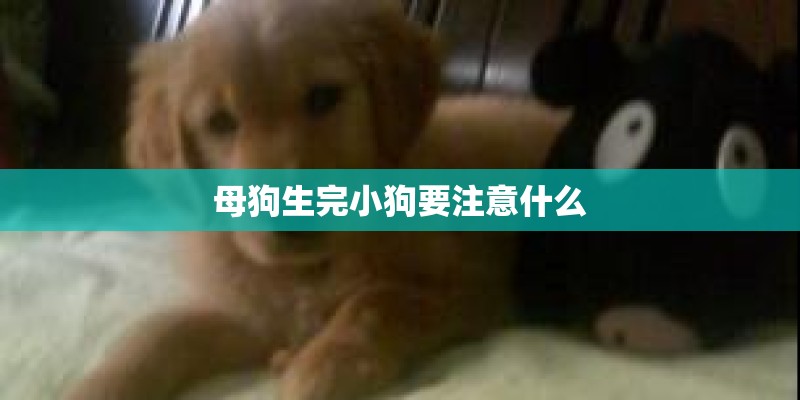母狗生完小狗要注意什么