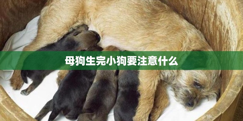 母狗生完小狗要注意什么