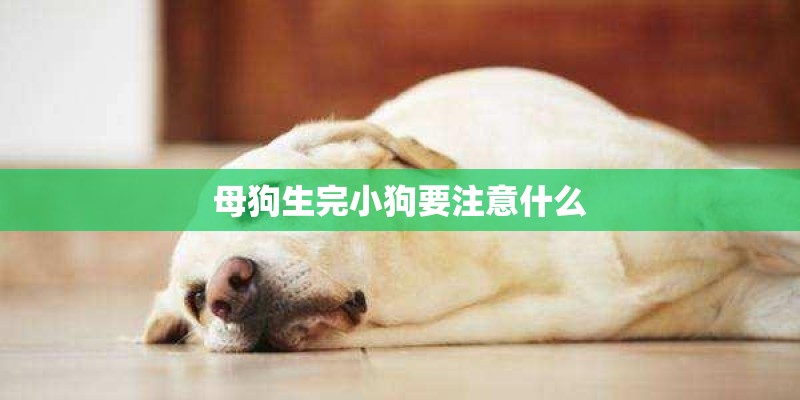 母狗生完小狗要注意什么