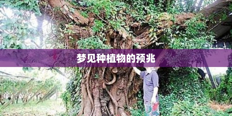 梦见种植物的预兆
