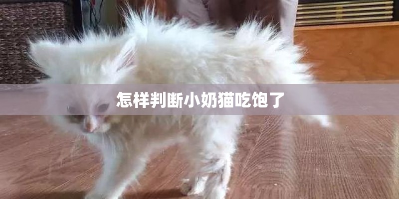 怎样判断小奶猫吃饱了