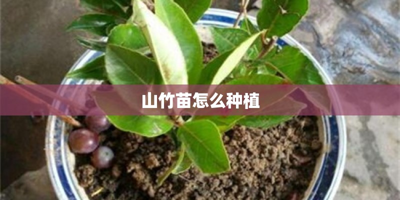 山竹苗怎么种植