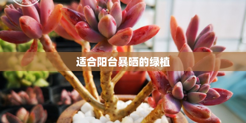 适合阳台暴晒的绿植