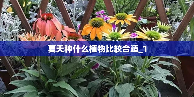 夏天种什么植物比较合适_1