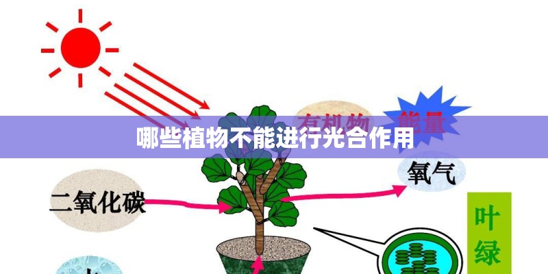 哪些植物不能进行光合作用