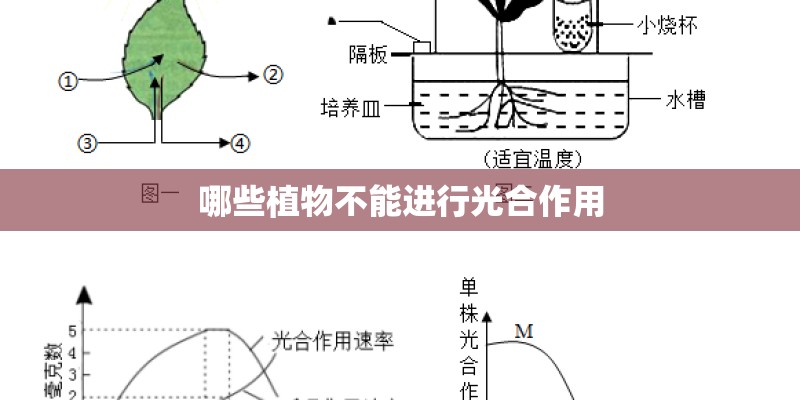 哪些植物不能进行光合作用
