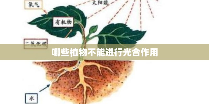 哪些植物不能进行光合作用
