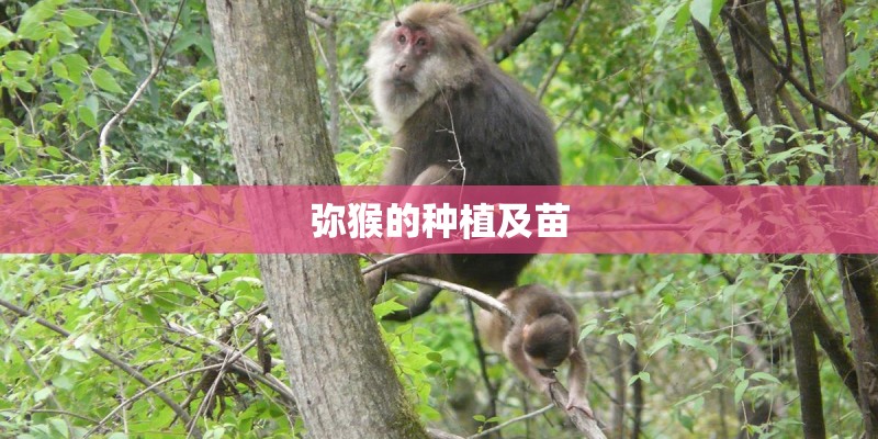 弥猴的种植及苗