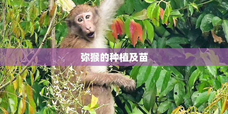 弥猴的种植及苗