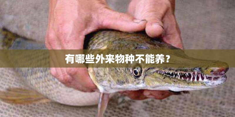有哪些外来物种不能养？