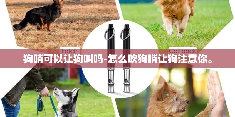 狗哨可以让狗叫吗-怎么吹狗哨让狗注意你。