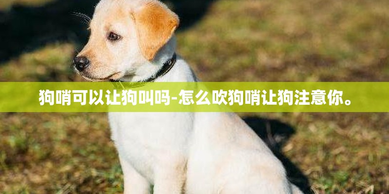 狗哨可以让狗叫吗-怎么吹狗哨让狗注意你。