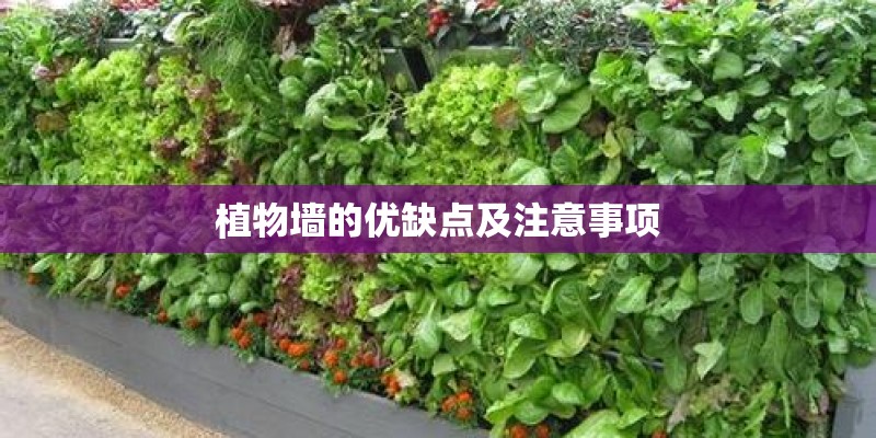 植物墙的优缺点及注意事项
