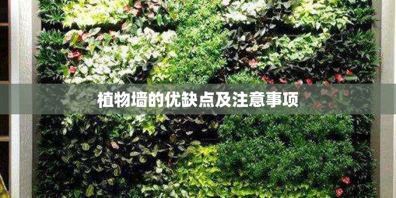 植物墙的优缺点及注意事项