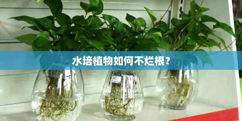 水培植物如何不烂根？