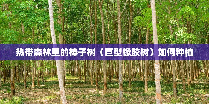 热带森林里的棒子树（巨型橡胶树）如何种植