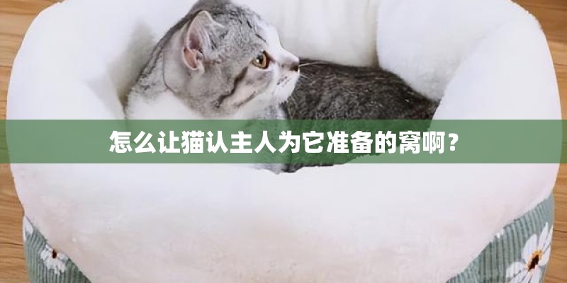 怎么让猫认主人为它准备的窝啊？