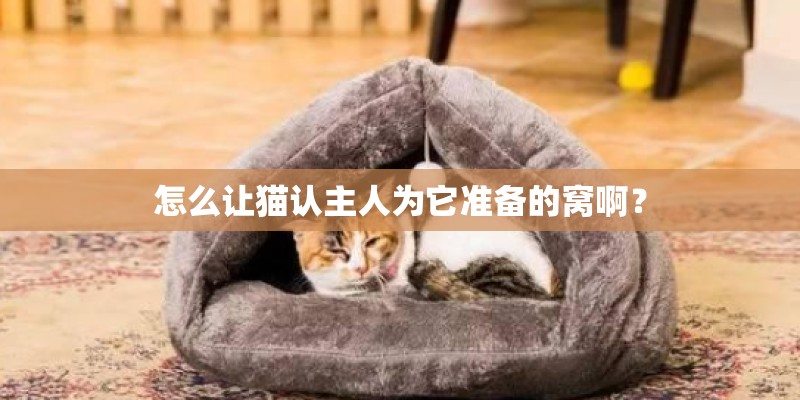 怎么让猫认主人为它准备的窝啊？