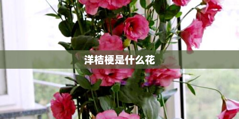 洋桔梗是什么花