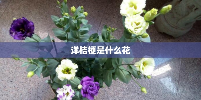 洋桔梗是什么花