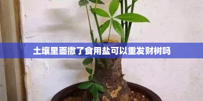 土壤里面撒了食用盐可以重发财树吗