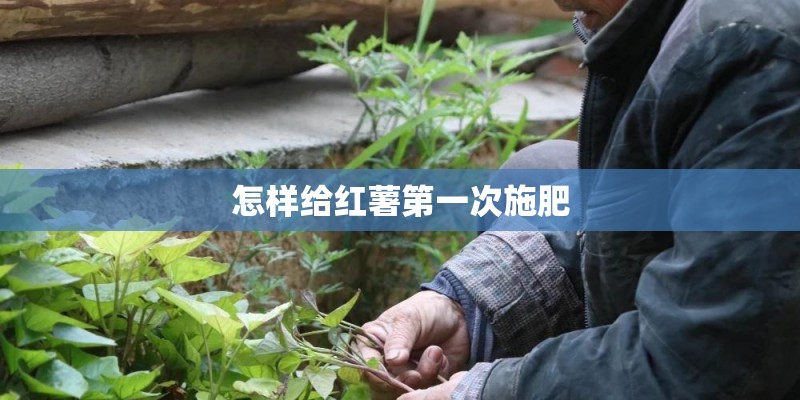 怎样给红薯第一次施肥