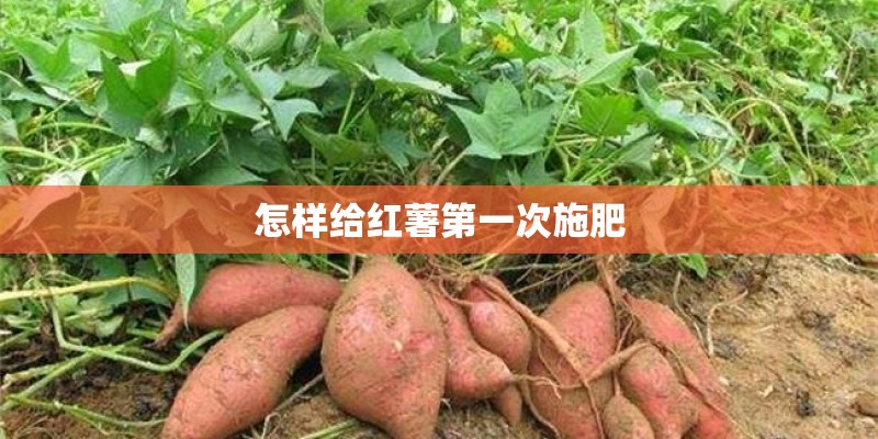 怎样给红薯第一次施肥