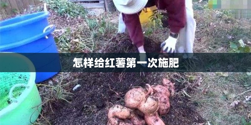 怎样给红薯第一次施肥