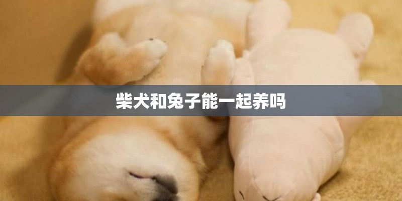 柴犬和兔子能一起养吗