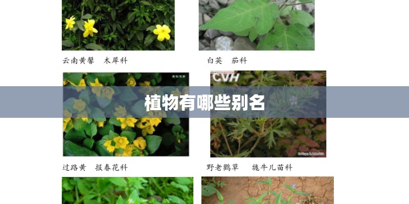 植物有哪些别名