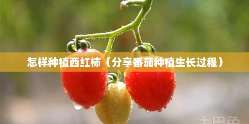 怎样种植西红柿（分享番茄种植生长过程）