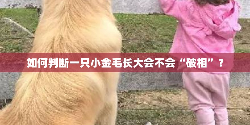如何判断一只小金毛长大会不会“破相”？