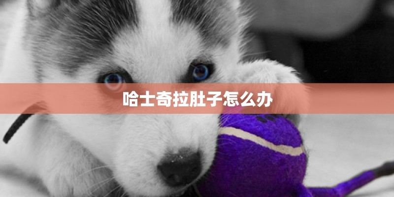 哈士奇拉肚子怎么办