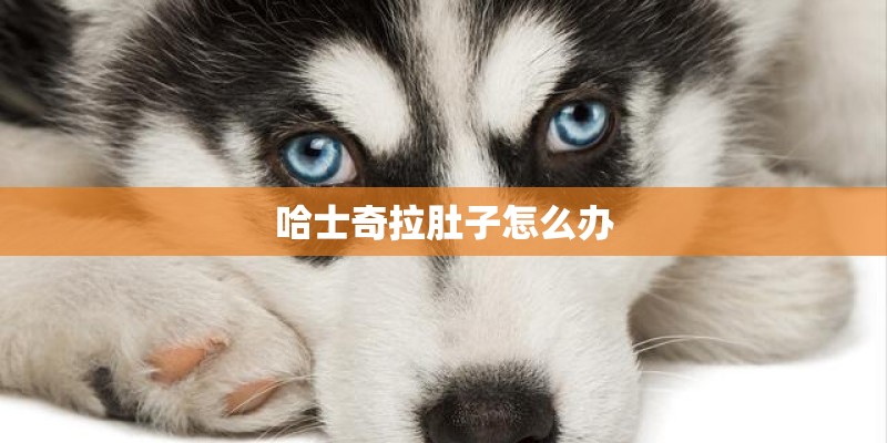 哈士奇拉肚子怎么办