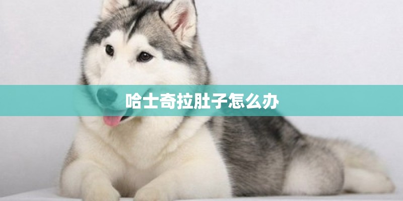 哈士奇拉肚子怎么办