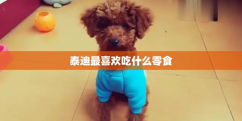 泰迪最喜欢吃什么零食