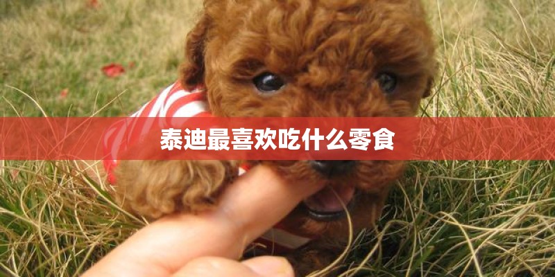 泰迪最喜欢吃什么零食