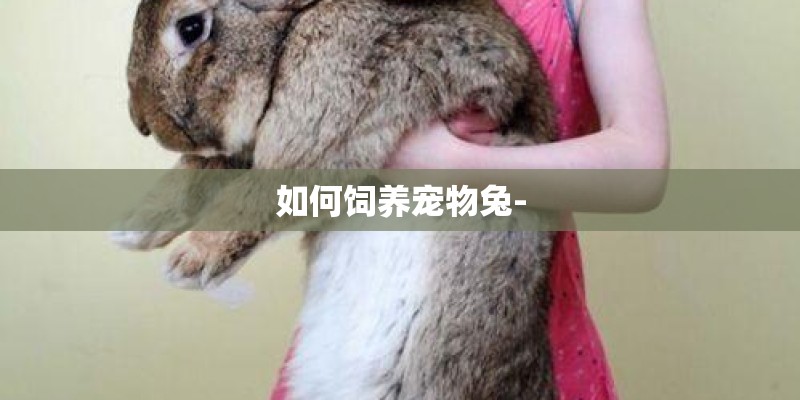 如何饲养宠物兔-