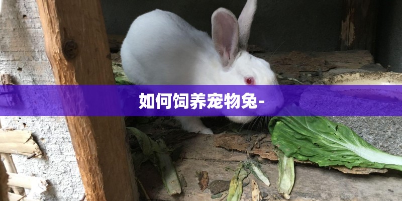 如何饲养宠物兔-