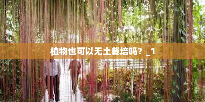 植物也可以无土栽培吗？_1