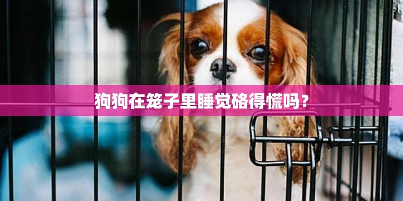 狗狗在笼子里睡觉硌得慌吗？