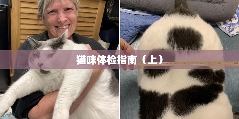 猫咪体检指南（上）