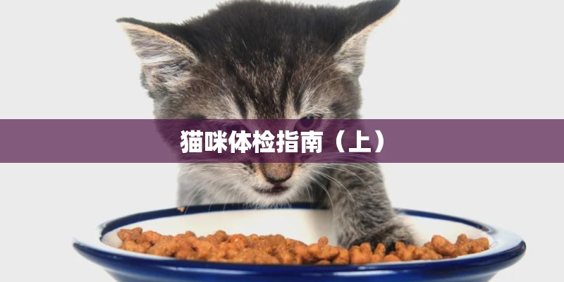 猫咪体检指南（上）
