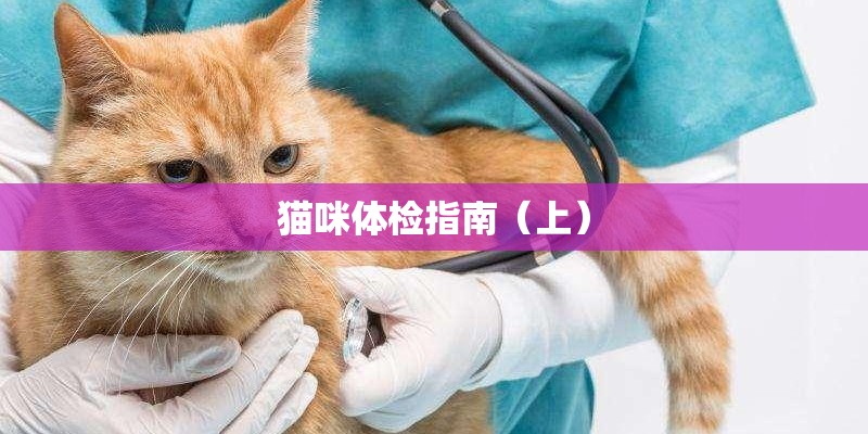 猫咪体检指南（上）