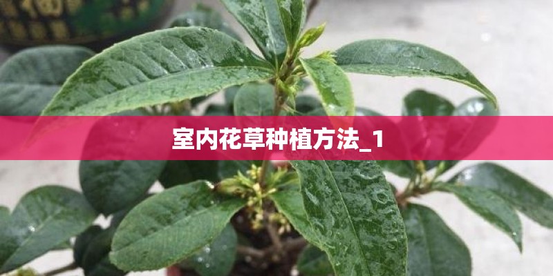 室内花草种植方法_1