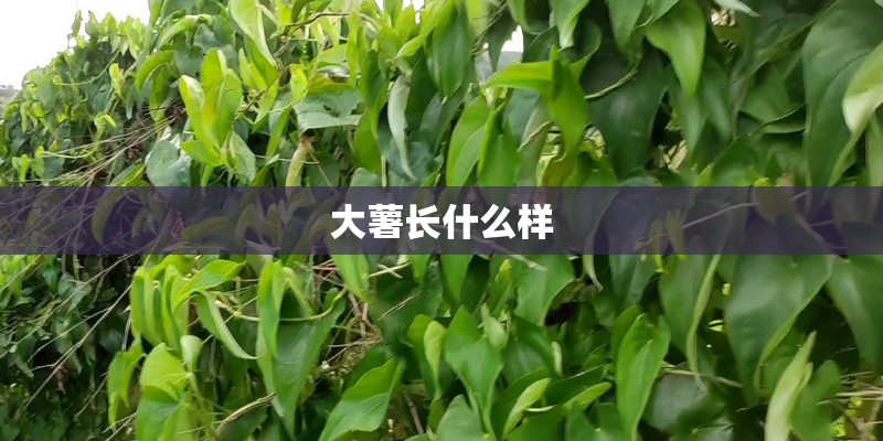 大薯长什么样