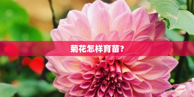 菊花怎样育苗？